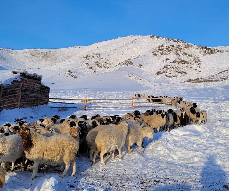 Глава Тувы рассказал об уточнении поголовья скота в республике